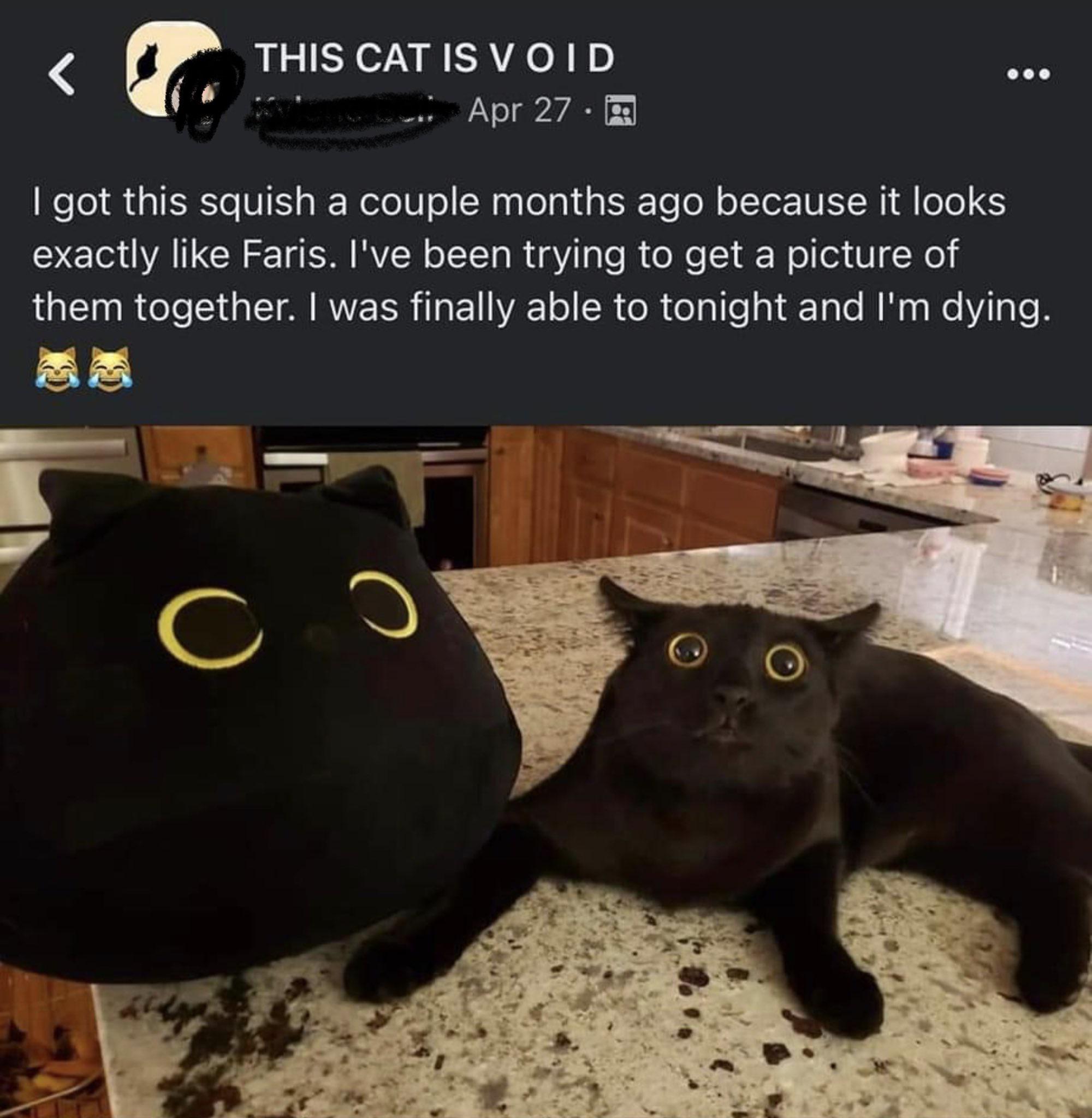 Cat meme