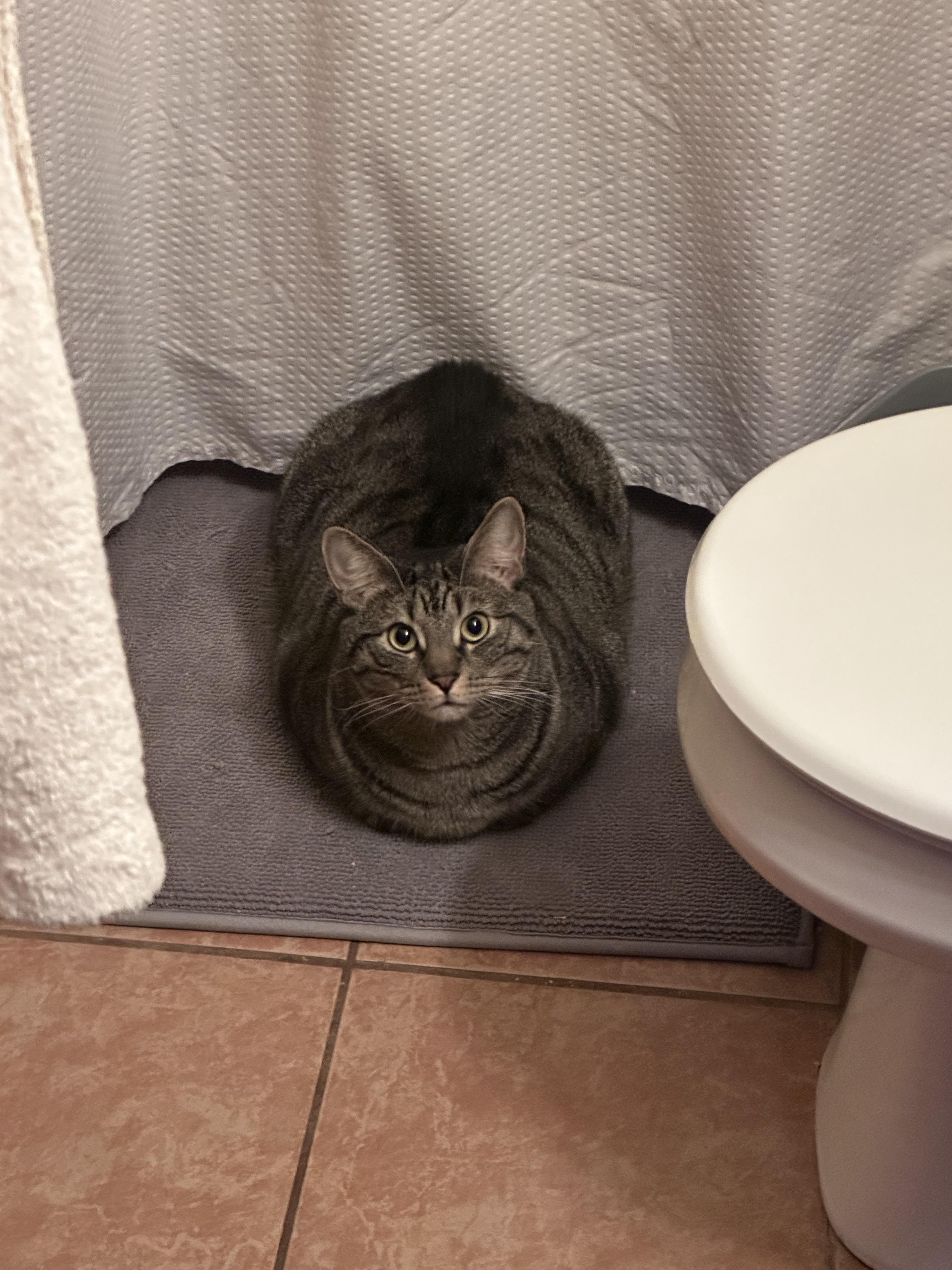 Cat meme