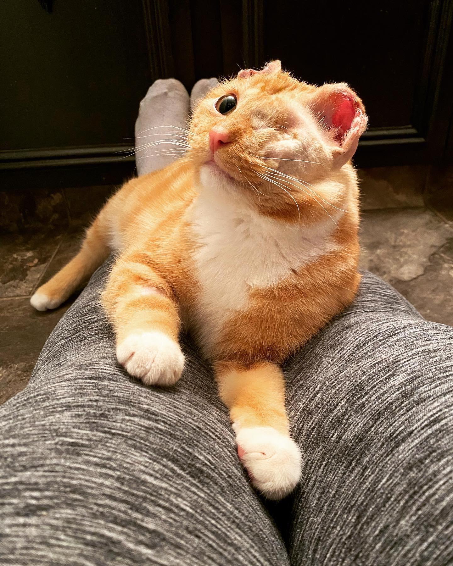 Cat meme