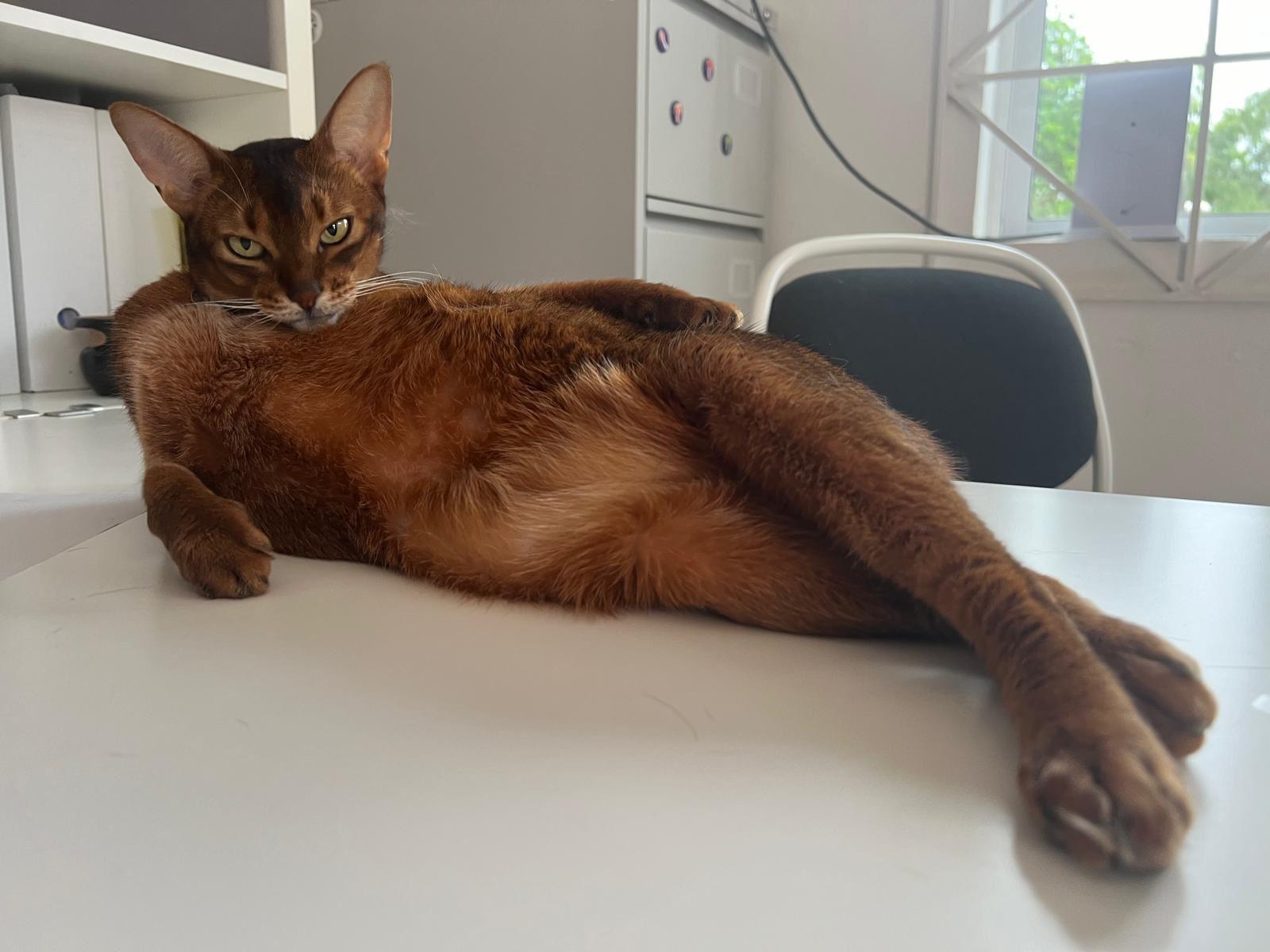 Cat meme