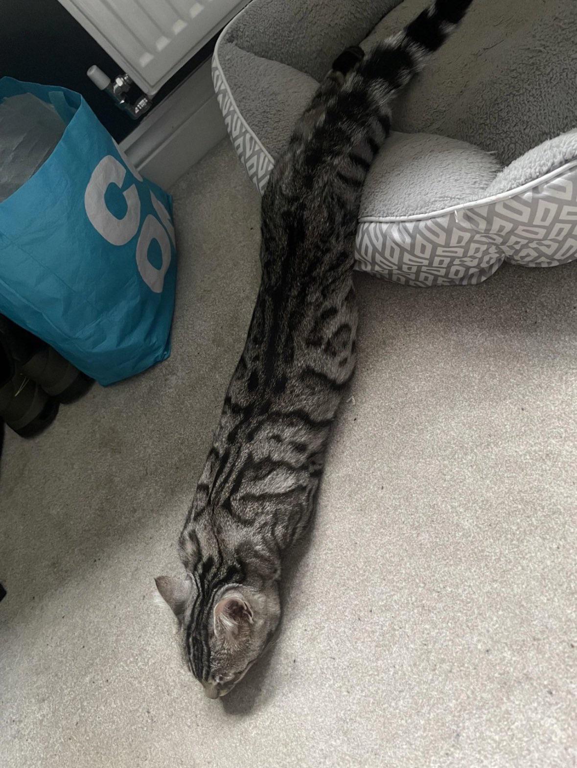 Cat meme