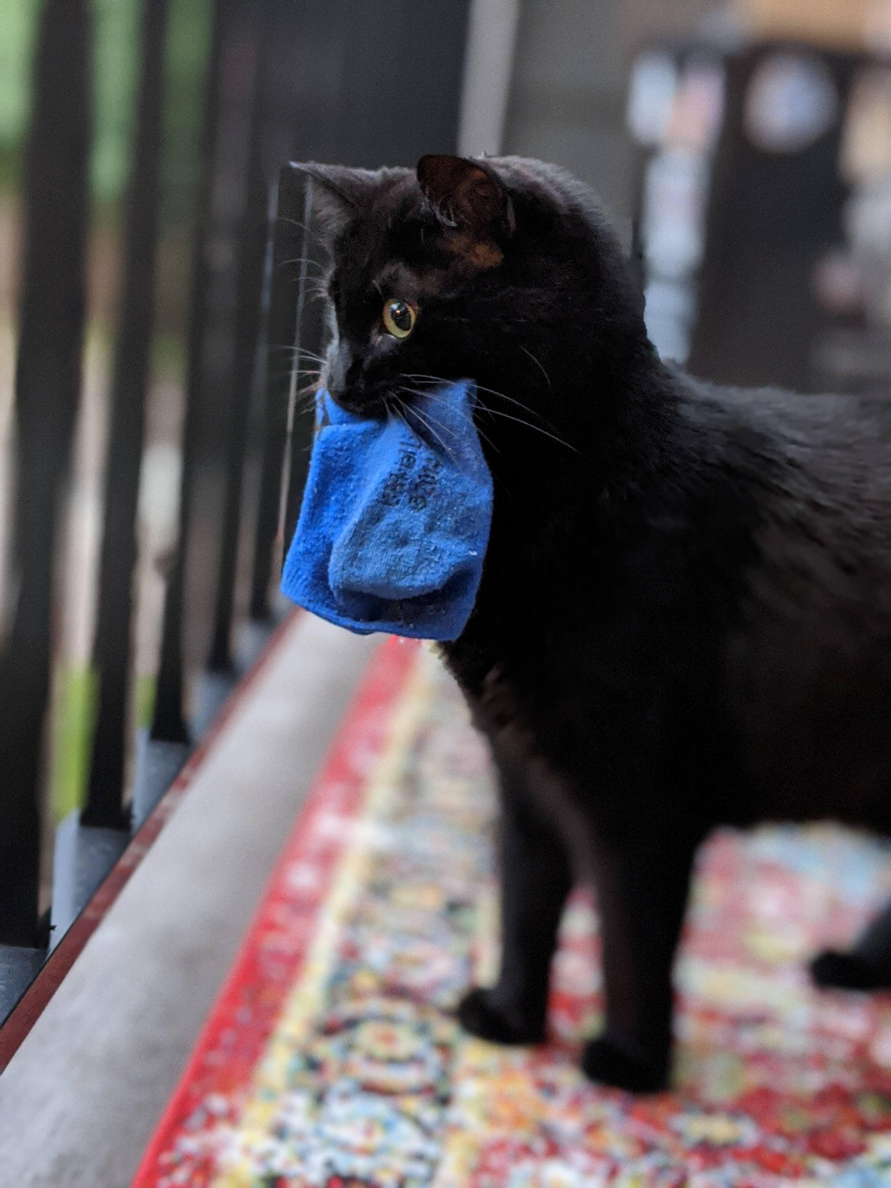 Cat meme