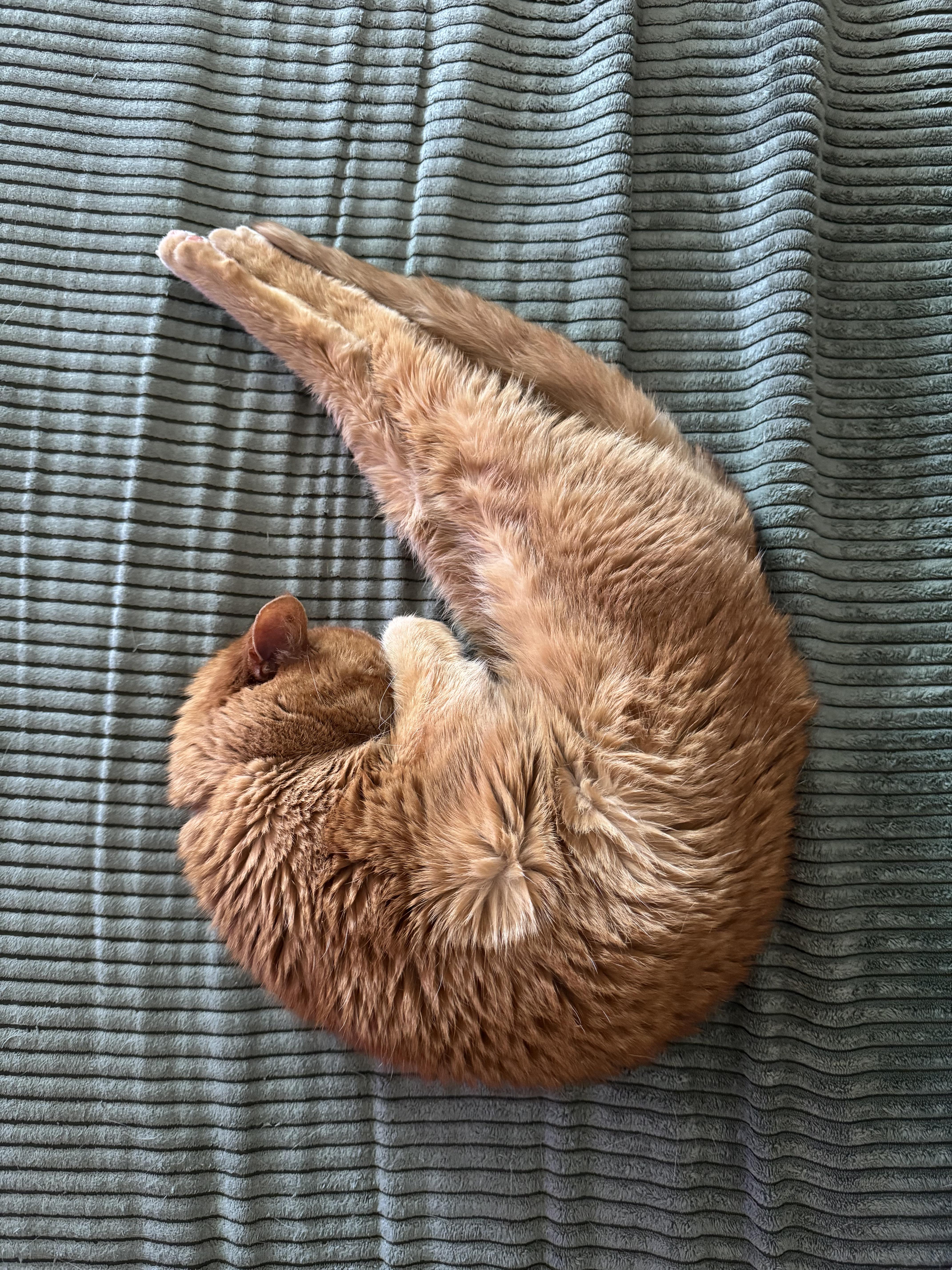 Cat meme