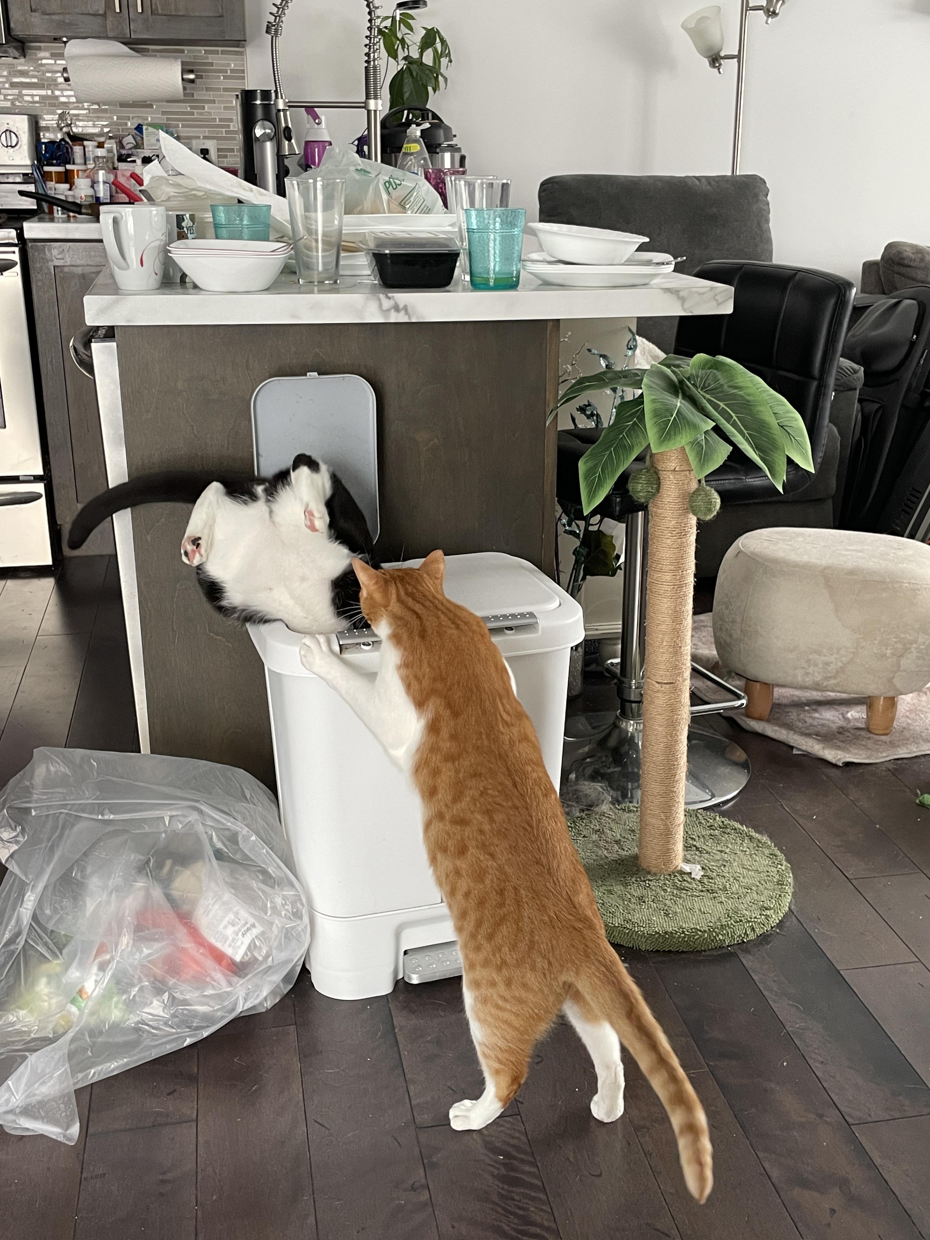 Cat meme