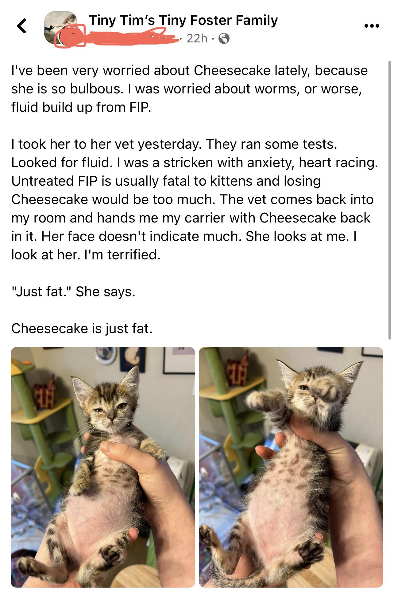 Cat meme