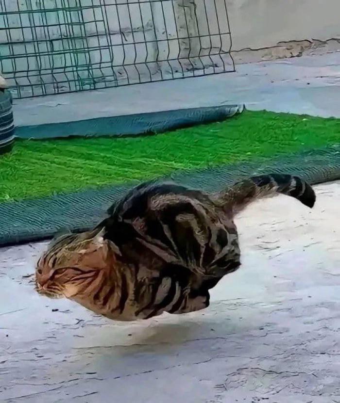 Cat meme