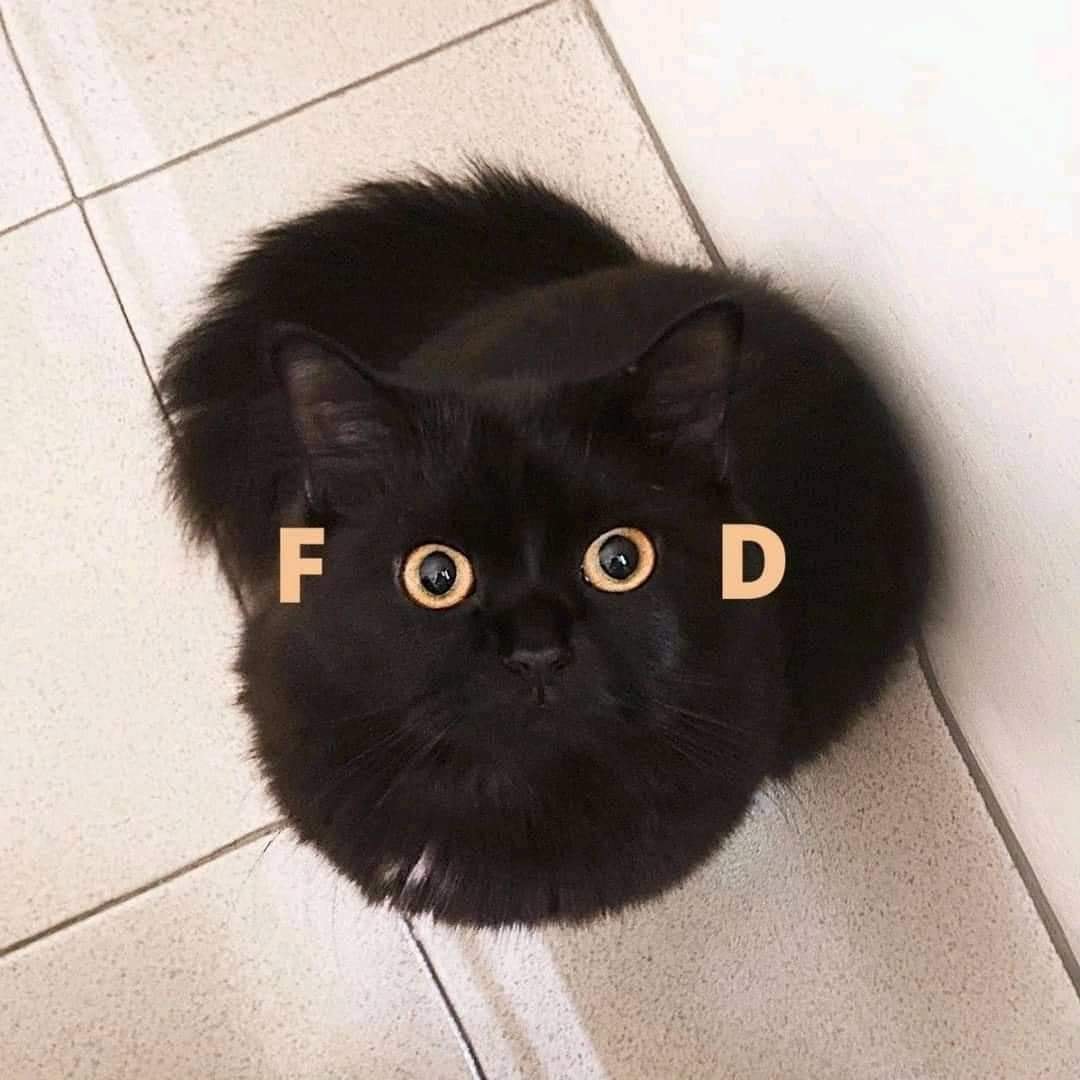 Cat meme