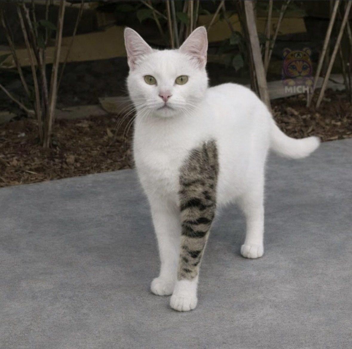 Cat meme