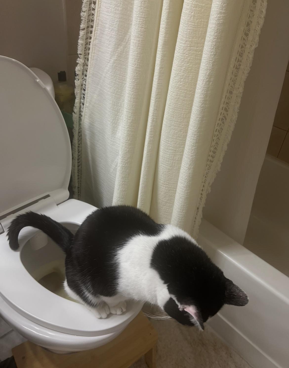 Cat meme