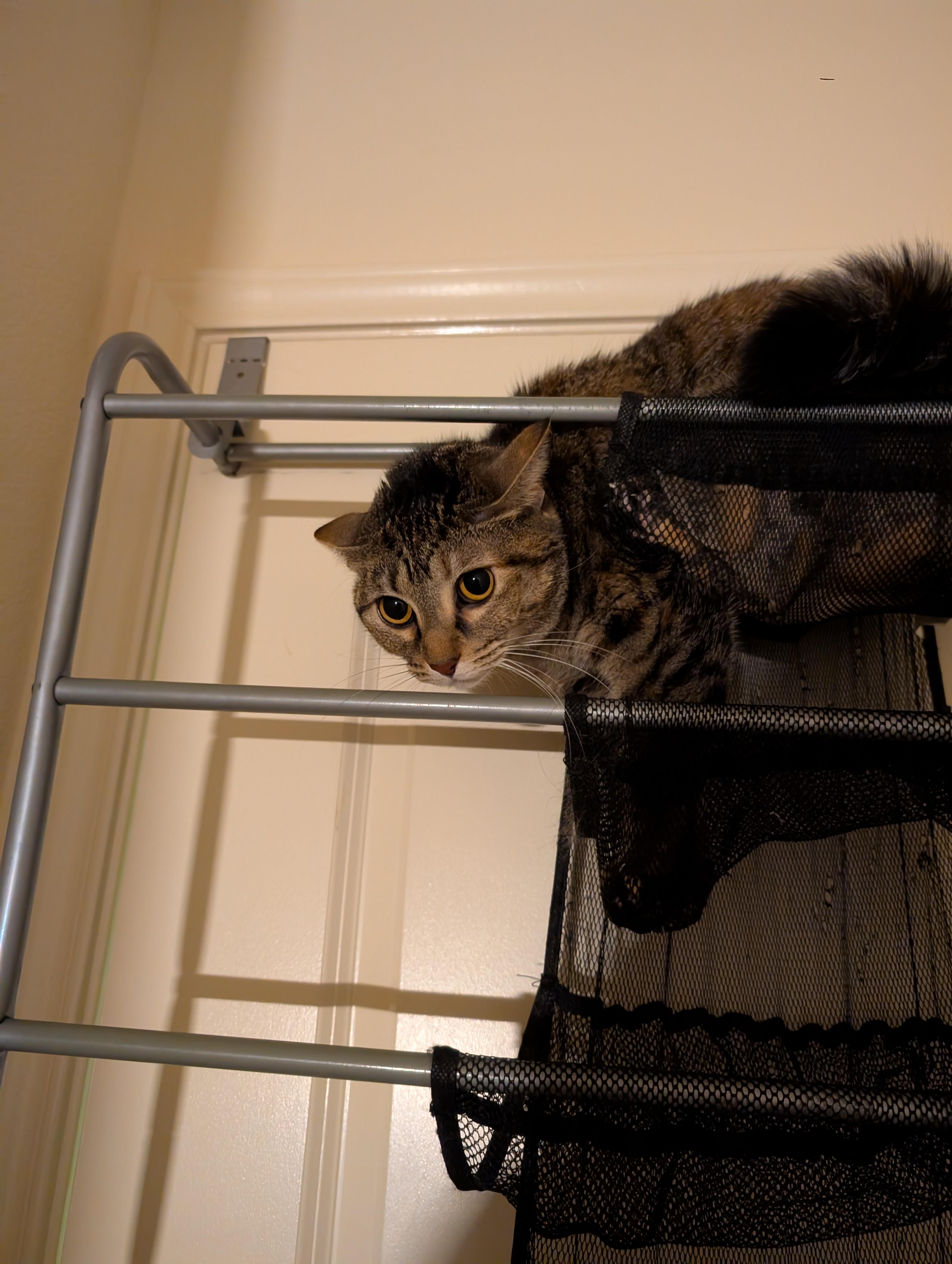 Cat meme