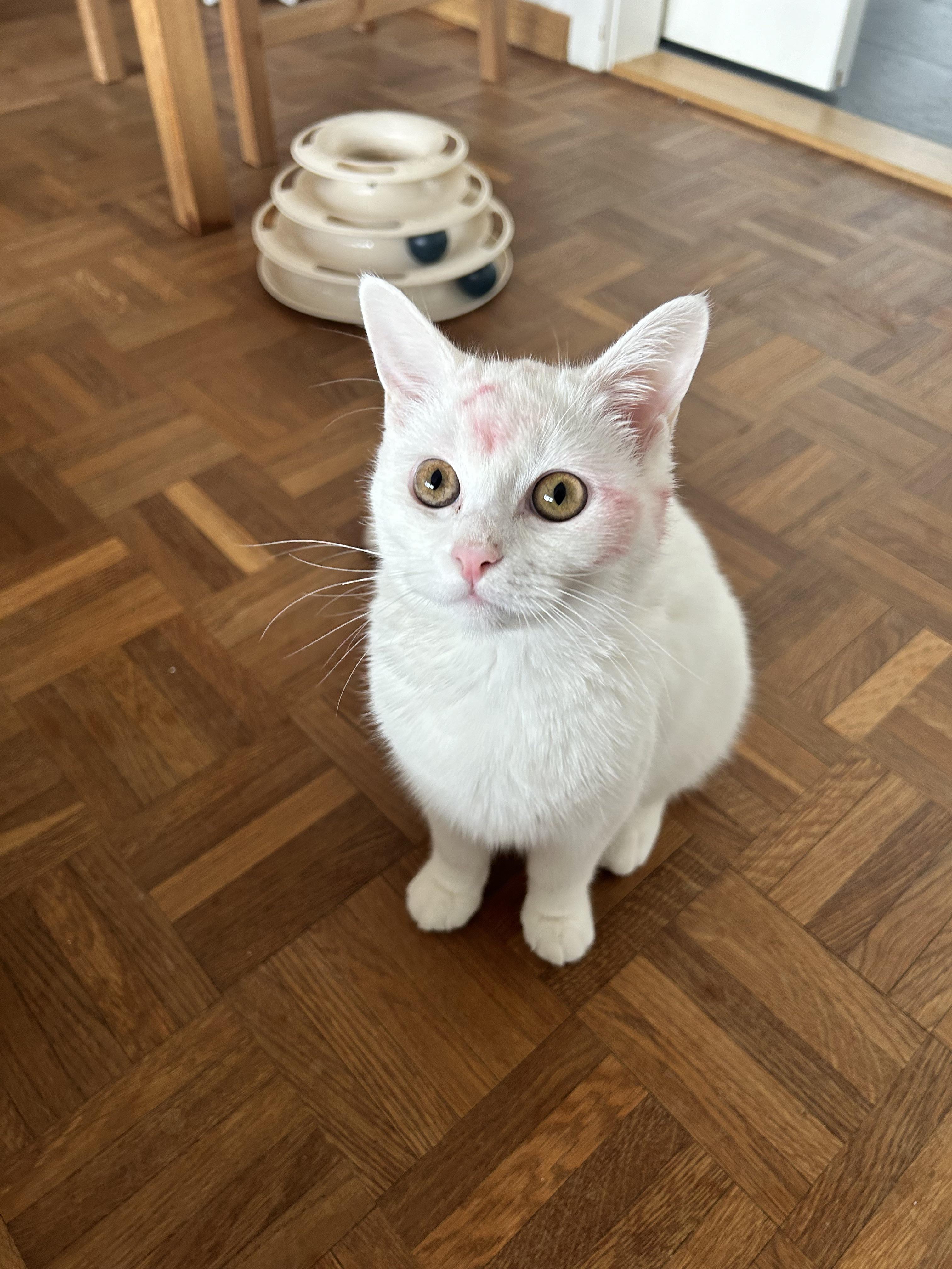 Cat meme