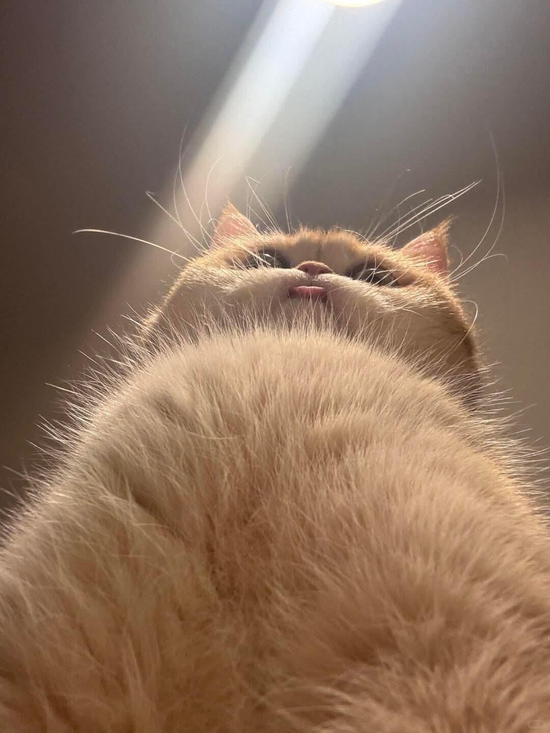 Cat meme