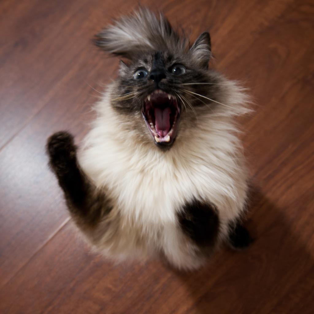Cat meme