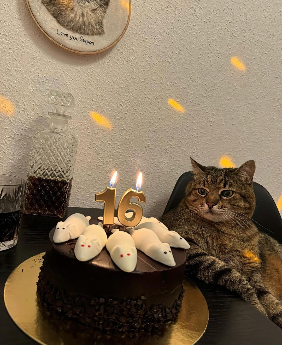 Cat meme