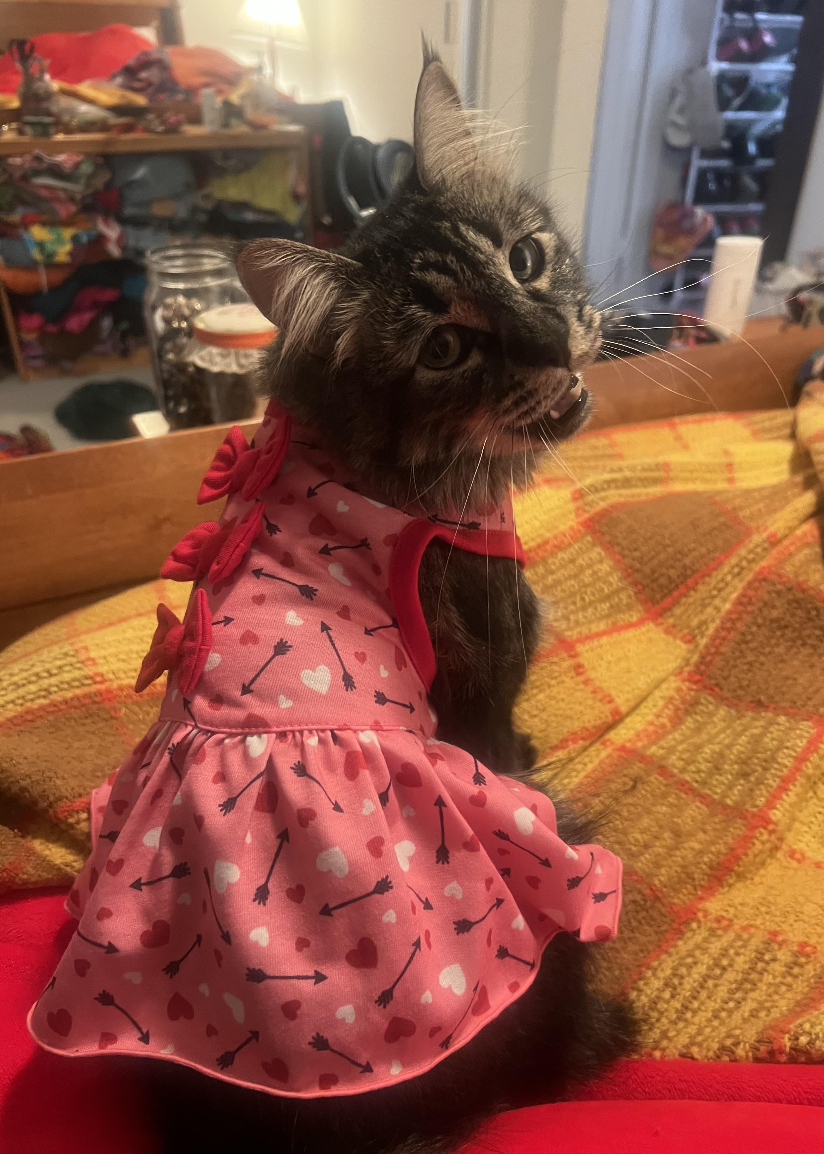 Cat meme