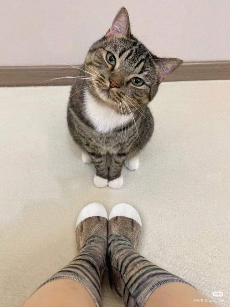 Cat meme