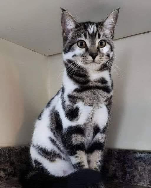 Cat meme