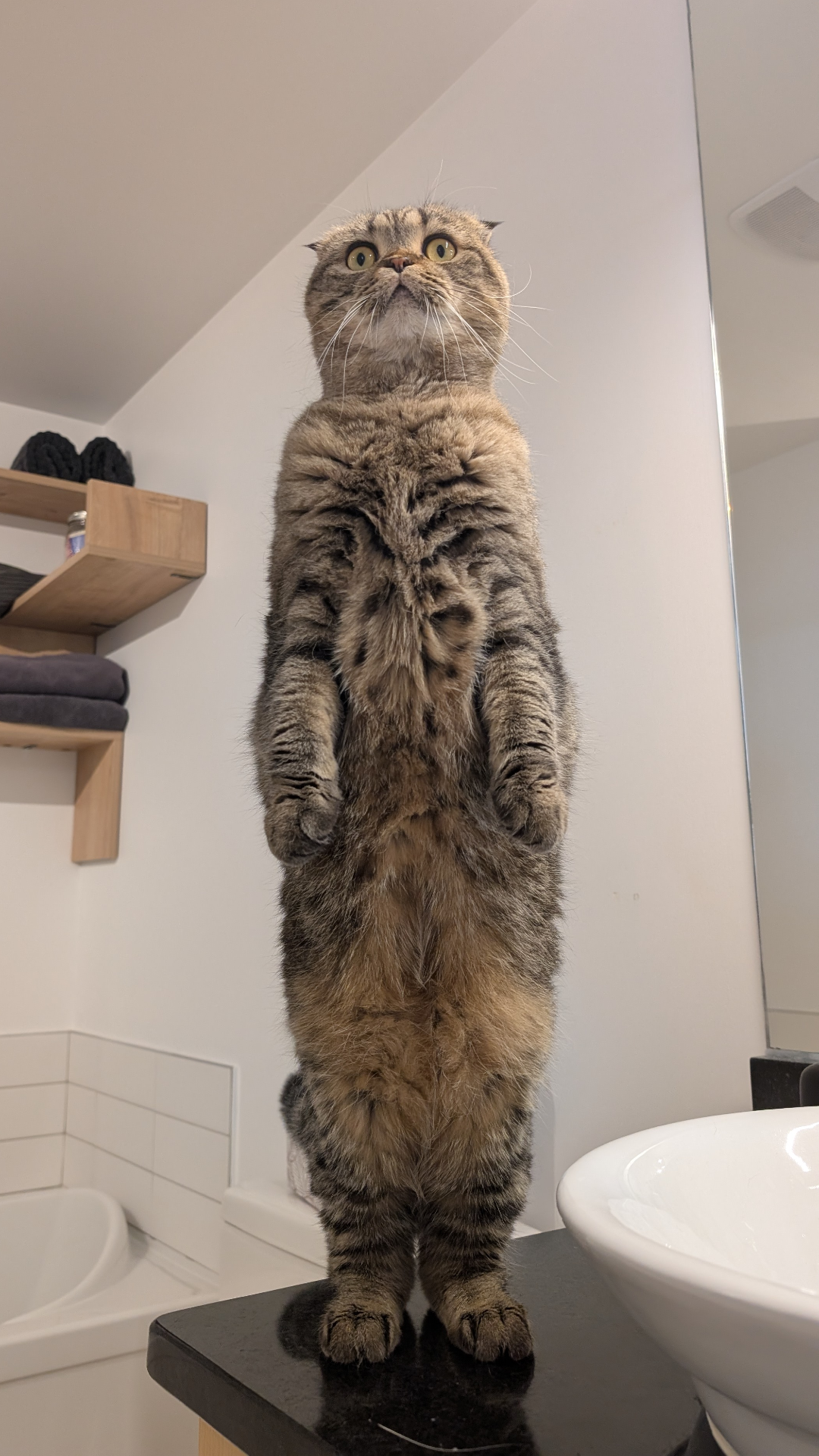 Cat meme