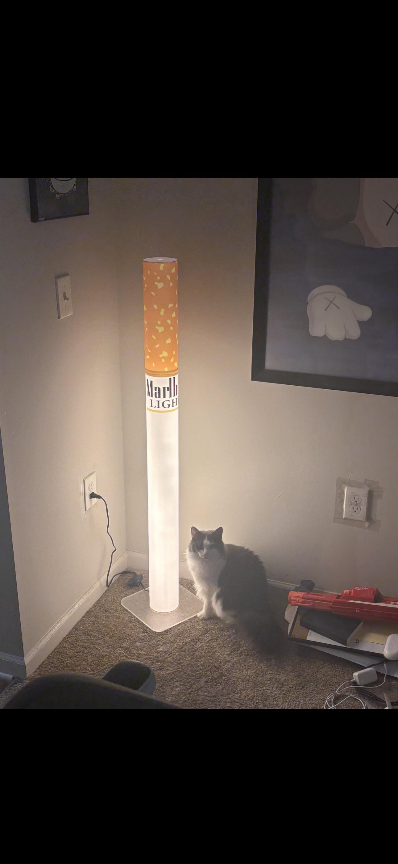 Cat meme