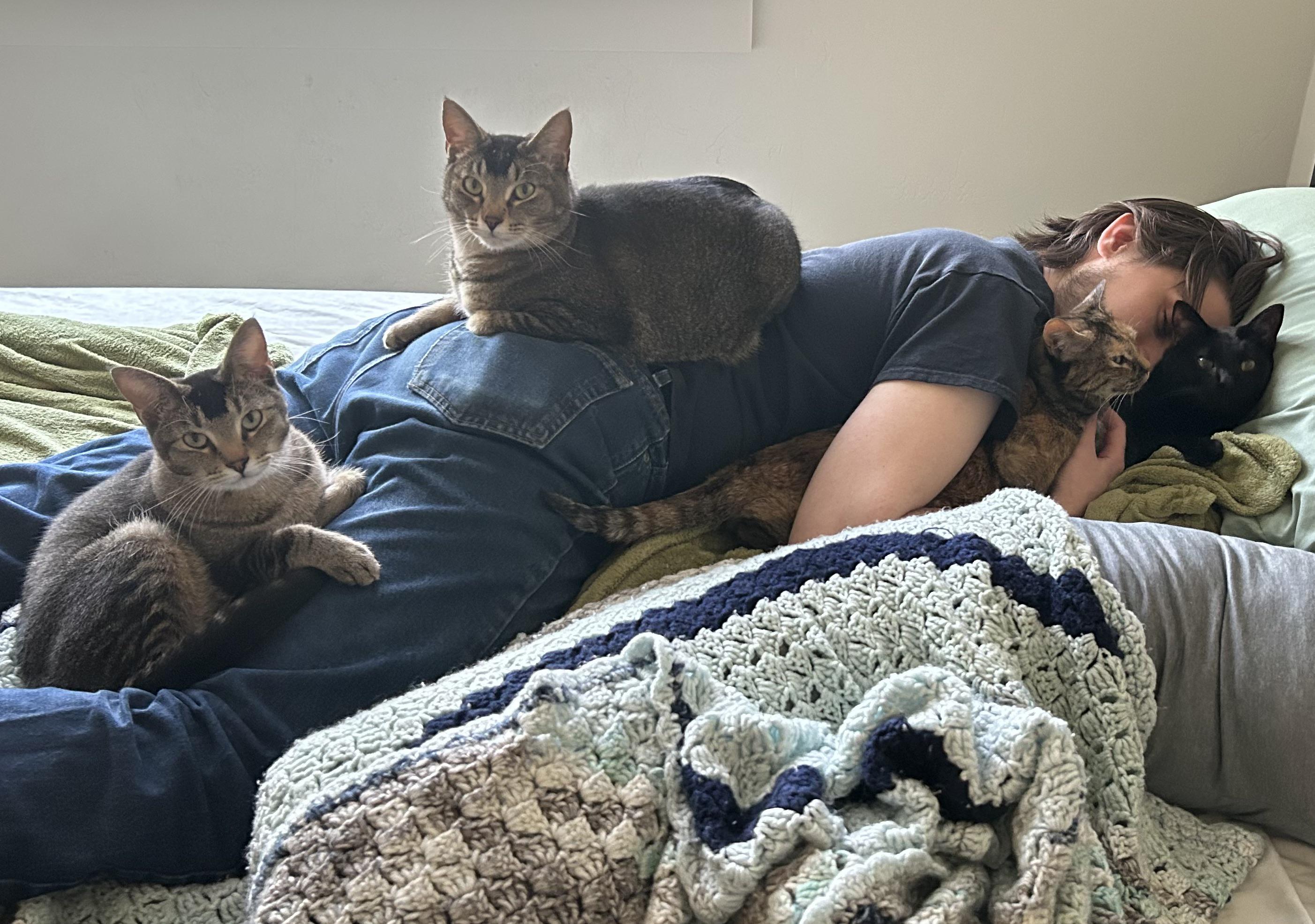 Cat meme