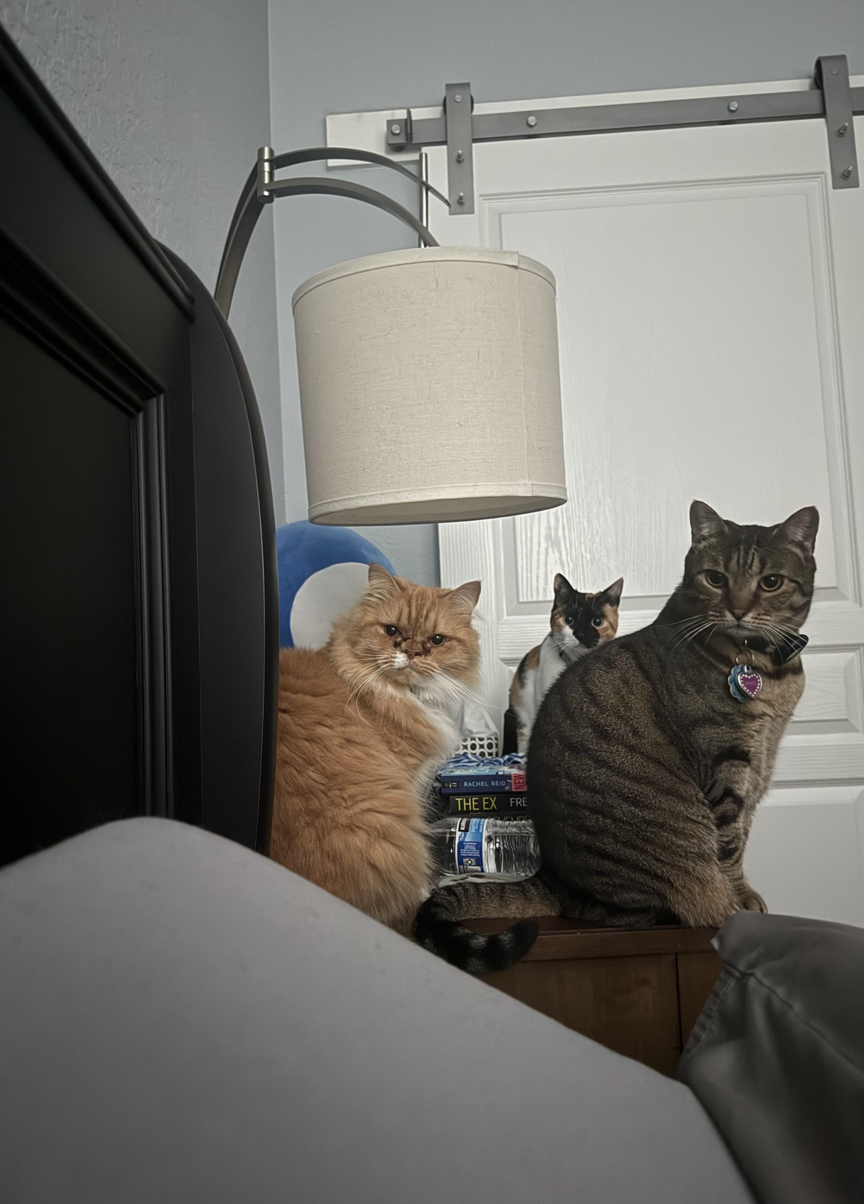 Cat meme