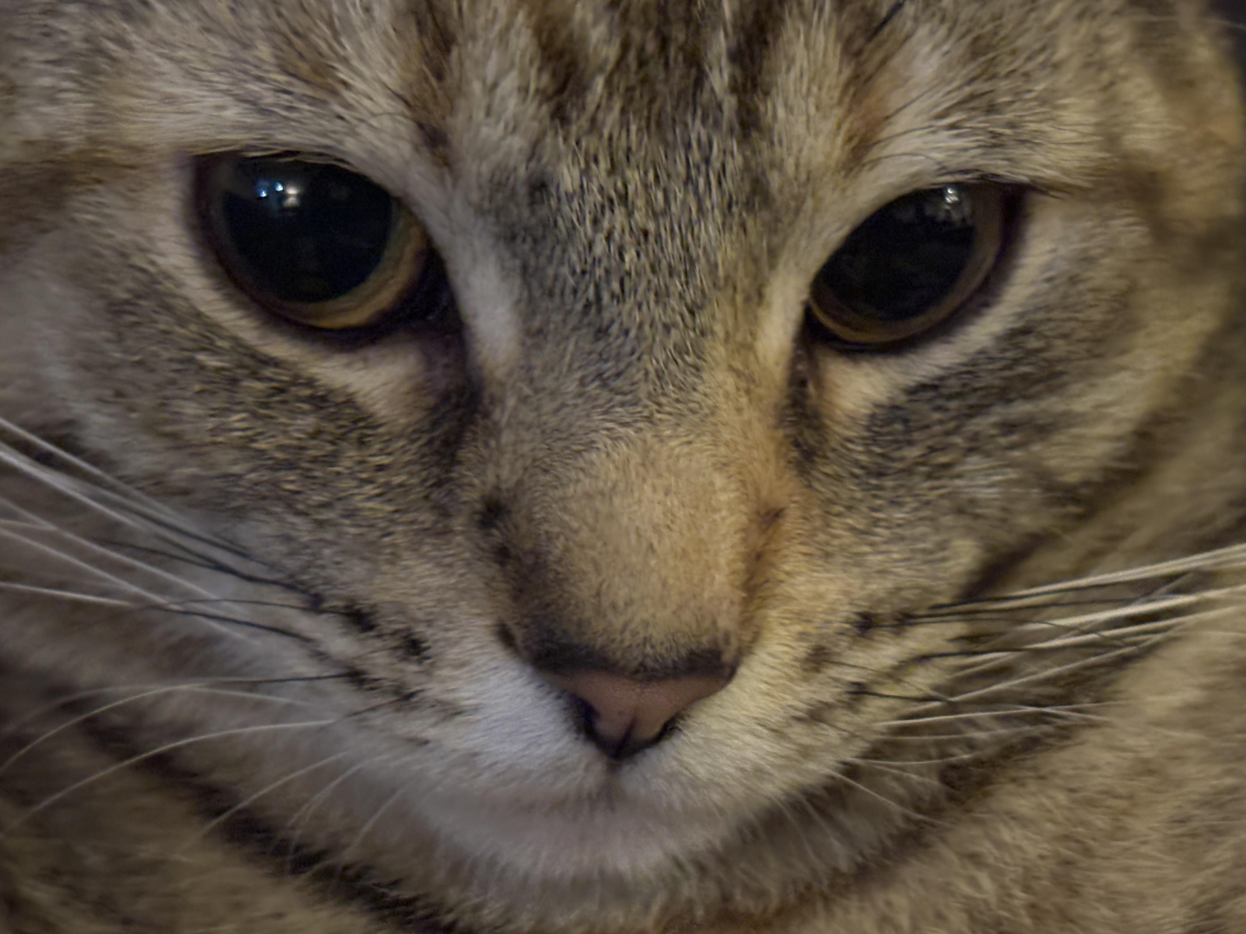 Cat meme